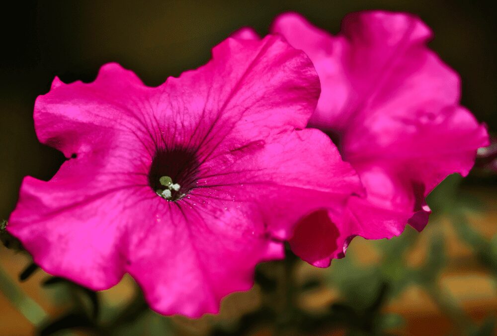 Laura Bush Petunias: Hardy, Heat Tolerant, Reseeding!