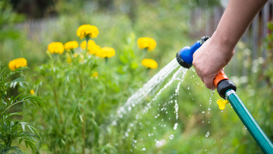 Tips for Watering Your Garden Efficiently: Expert Advice
