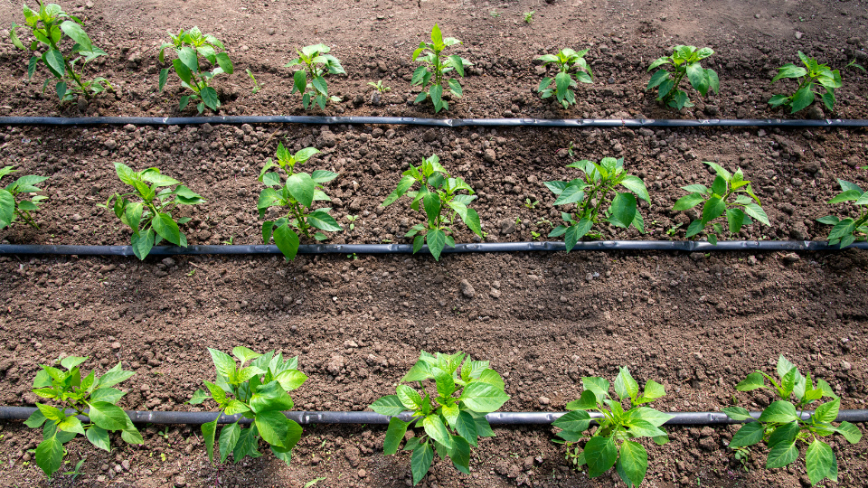 Drip irrigation for watering roots. 