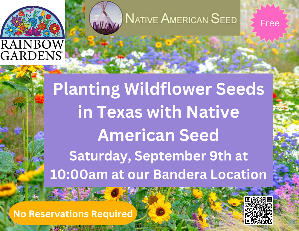 Planting Wildflower Seeds in Texas Rainbow Gardens