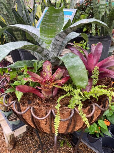 bromeliads