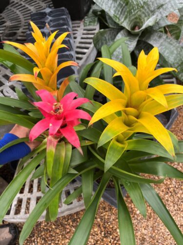 bromeliads