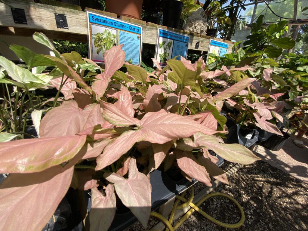 Arrow head vine houseplants up close