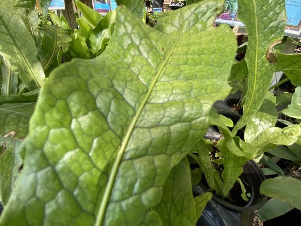 Crocodile fern houseplants