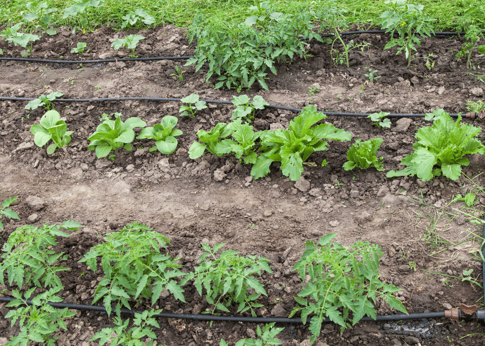 Drip systems are one of the best ways for watering plants.