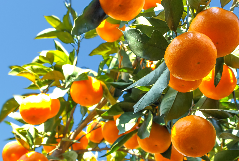Fruit and Pecans in September in San Antonio