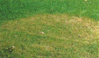 Brown patch is a fungal problem that generally presents in fall.