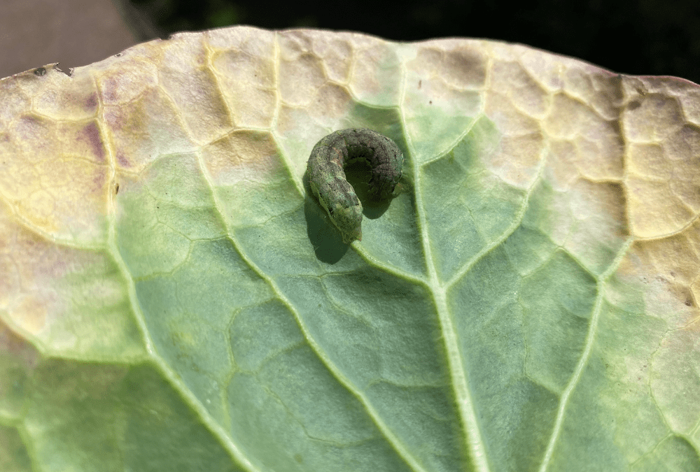 Cabbage Loopers are problems in the fall garden