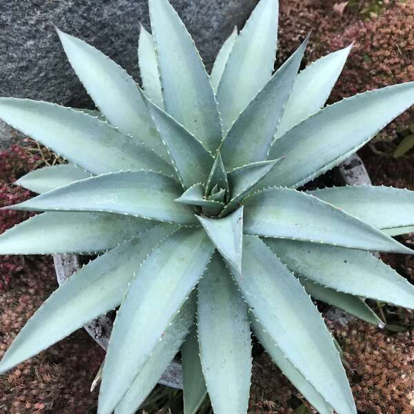 Frosted Elegance Mangave