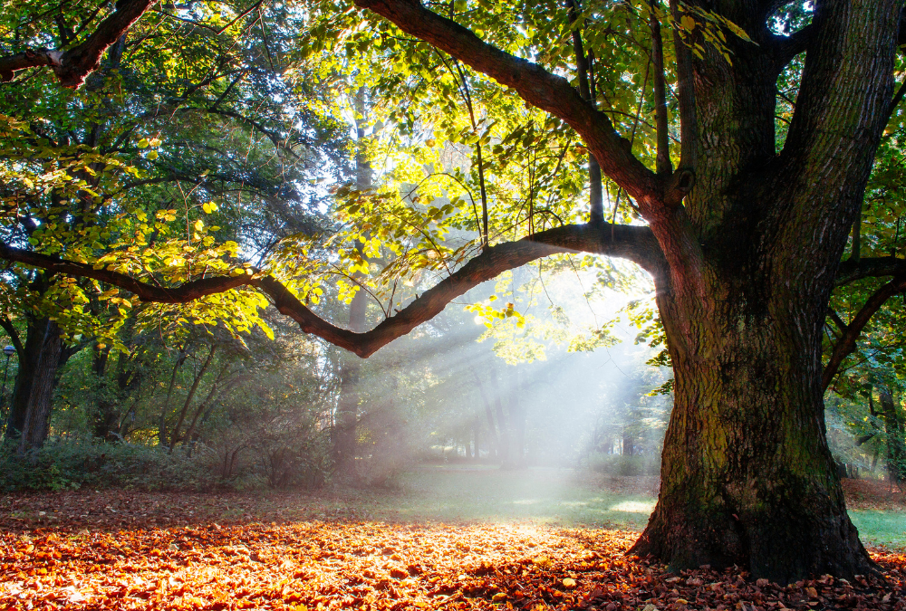 Planting Trees in San Antonio: Essential Things to Know