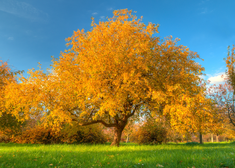 Fall foliage on trees