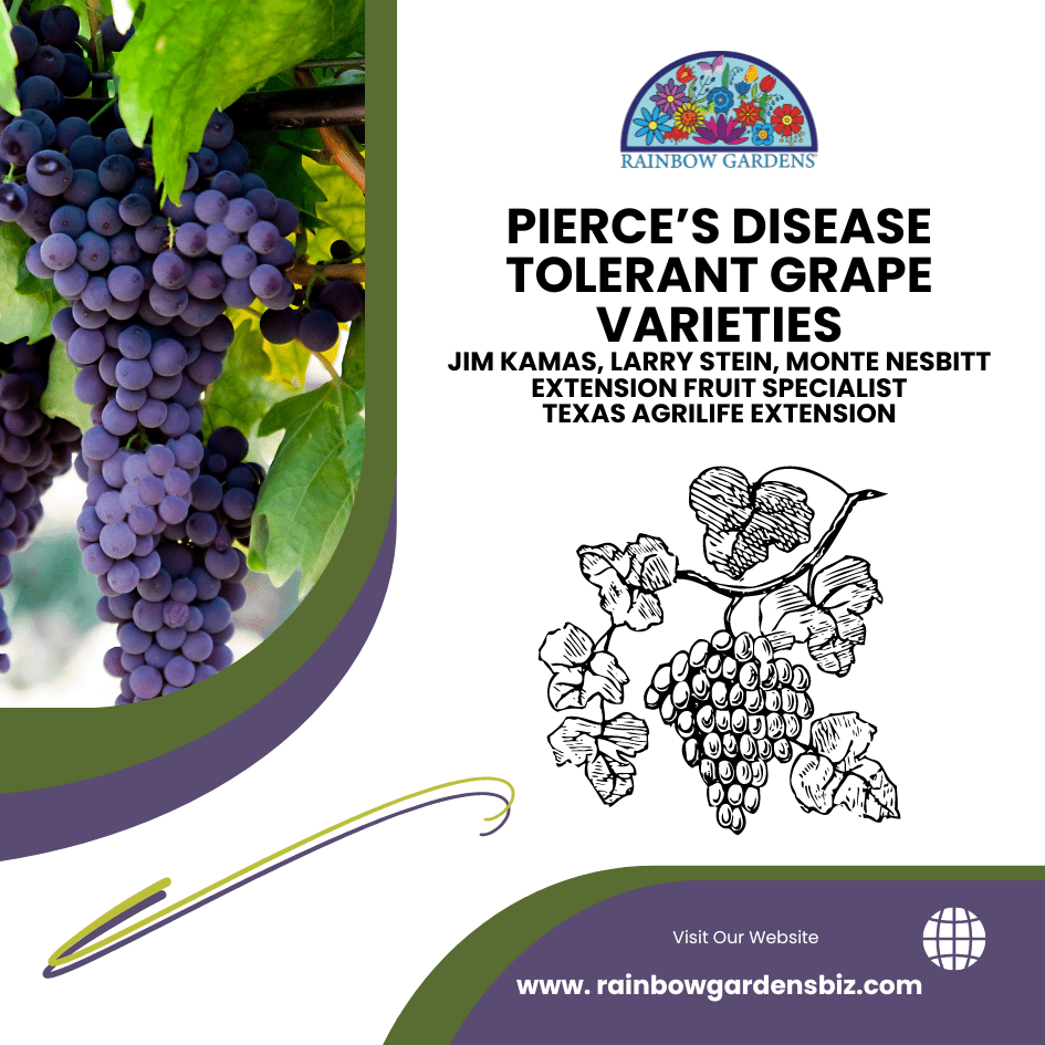 Pierce's Disease Tolerant Grapes Rainbow Gardens