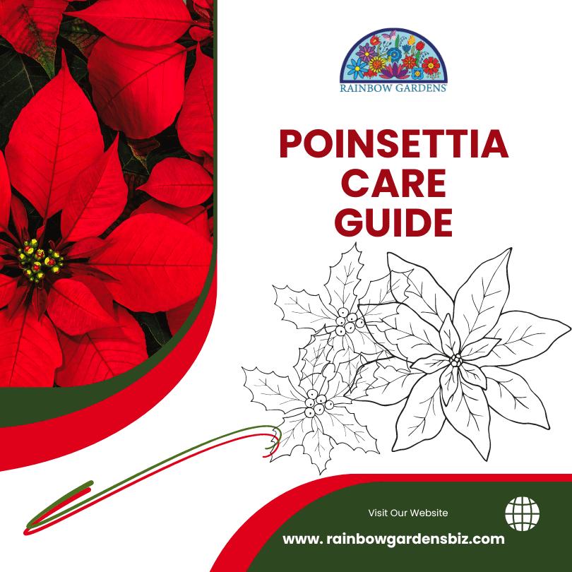 Poinsettia Care Guide