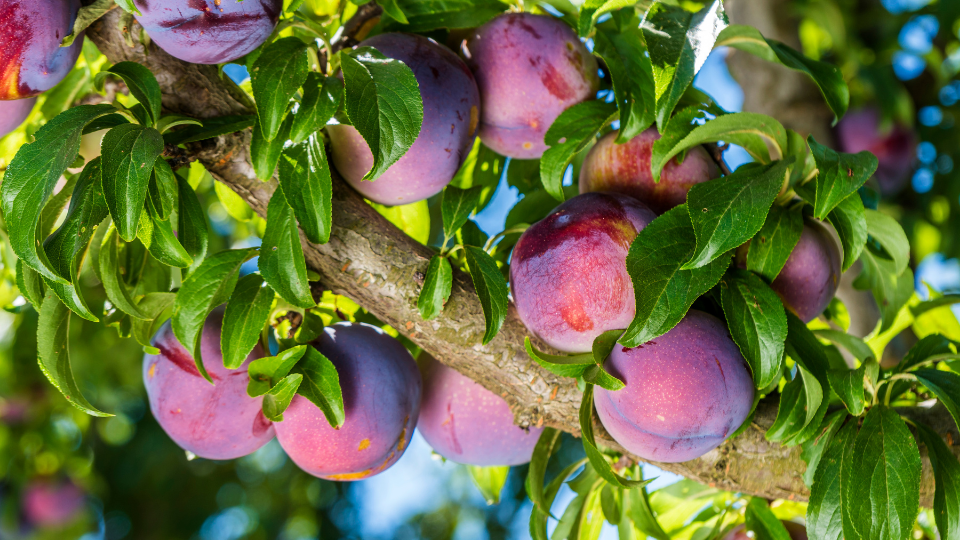Hardy Fruit Trees: Facts For Making Good Choices