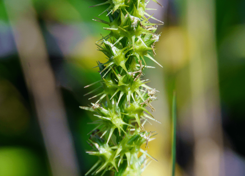 Hurry! Window is Closing to Prevent Sticker Burs (Grass Burs)