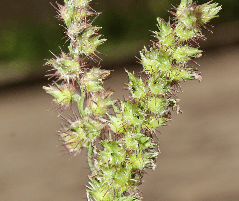 sticker-burs-grass-burs-preemergent-weeds