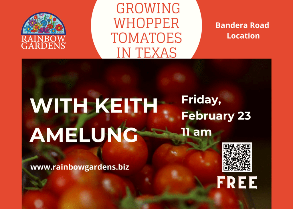 Growing Whopper Tomatoes in Texas Rainbow Gardens