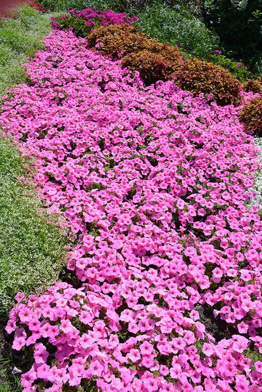 Bubblegum Petunias planted in the ground.