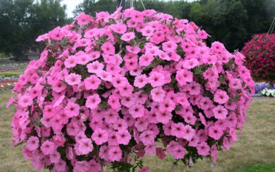 Bubblegum® Petunias: Tons of Blooms in a very Hardy Annual