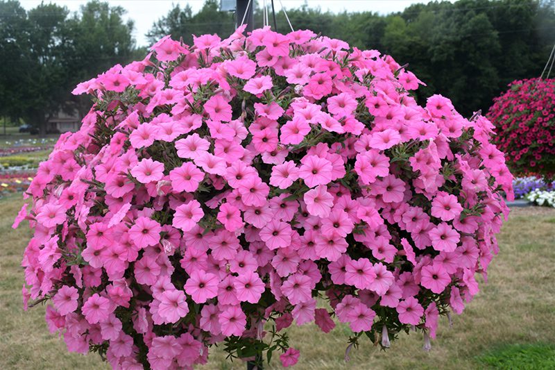 Bubblegum® Petunias: Tons of Blooms in a very Hardy Annual