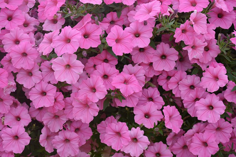 Bubblegum petunia close up.