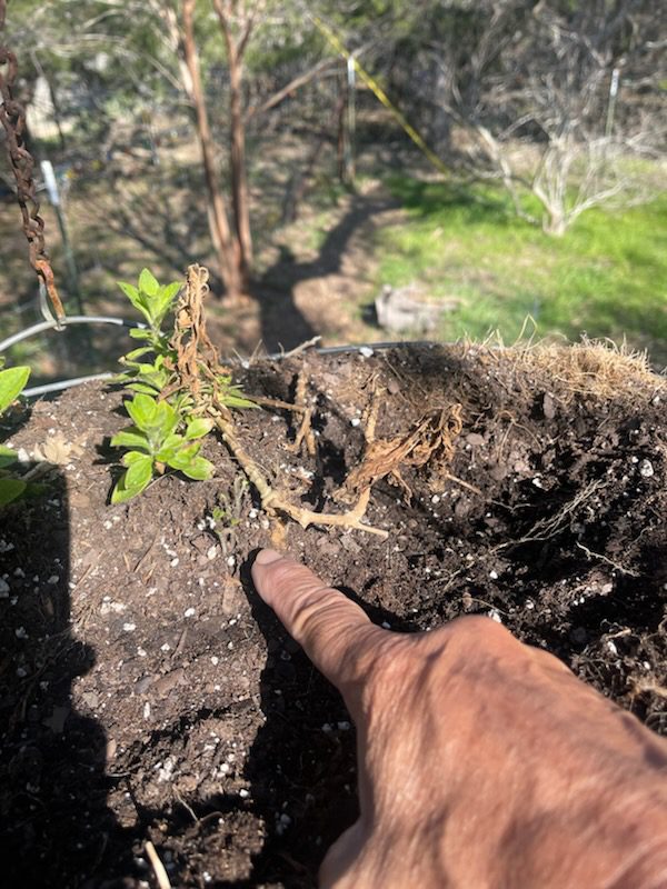 New plant growth resprouting after winter.