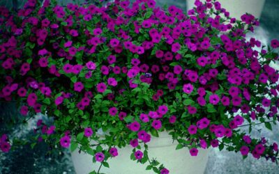 Laura Bush Petunias: Reseeding Annuals that Take Texas Heat!