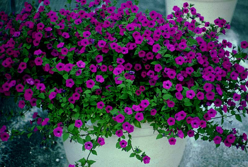 Laura Bush Petunias: Reseeding Annuals that Take Texas Heat!
