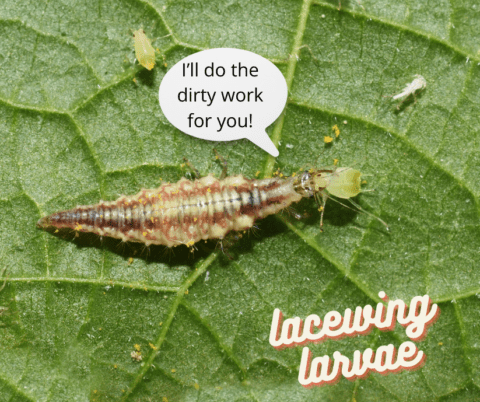 Picture Idea: Low Toxic Options For Control Of Garden And Landscape Pests