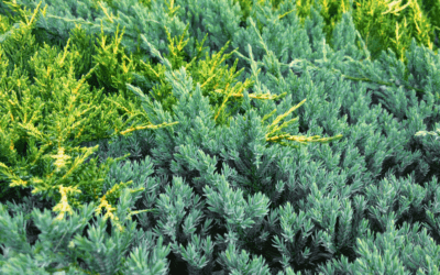 Junipers: Texture and Beauty in a Low Maintenance Groundcover
