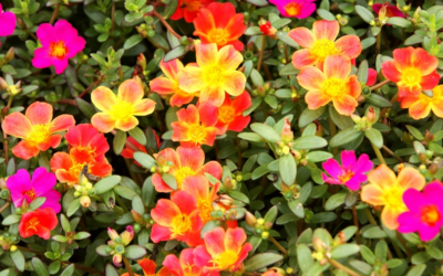 Purslane for Flame-Resistant, Hot Summer Color