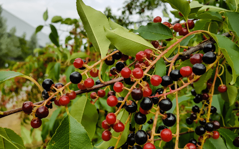 Escarpment Black Cherry: A Gorgeous Tree for Local Wildlife