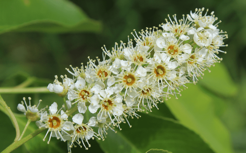 Flowers on cherry tree