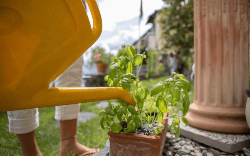 Watering potted plants