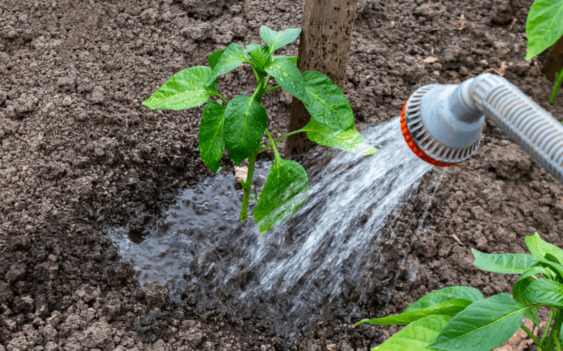 watering plants in summer