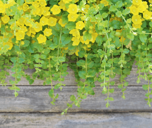 Creeping Jenny groundcovers
