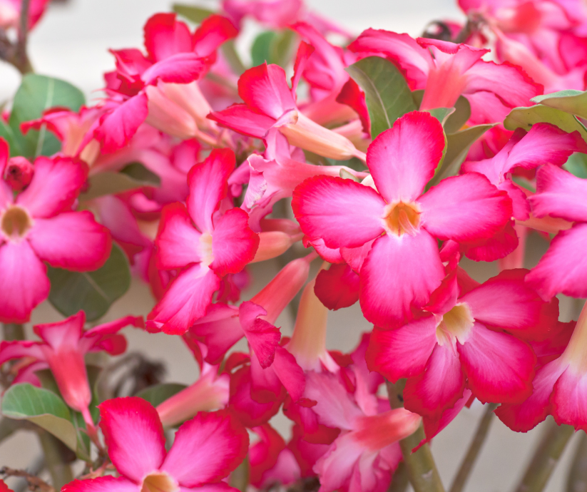 Care and Planting Tips for Desert Rose, Adenium Obesum.