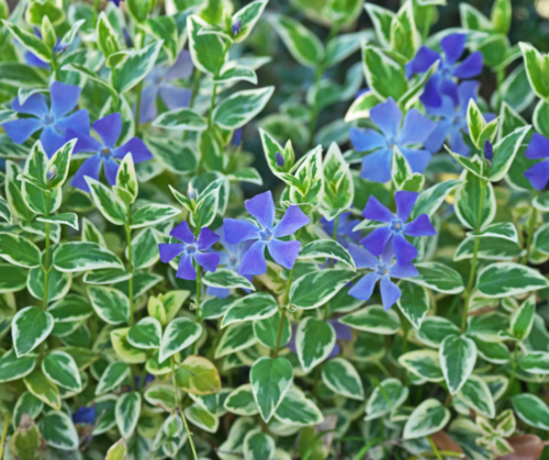 Vinca Major groundcovers