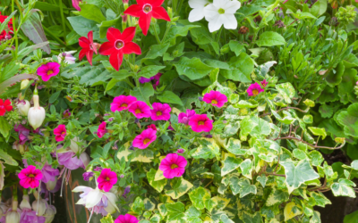 Using Groundcovers in Container Gardens