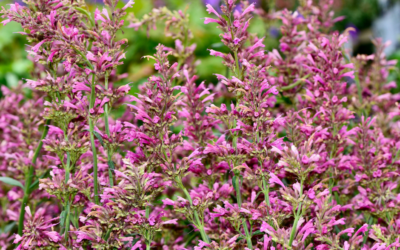 10 Quick Characteristics and Needs of Agastache, and More!