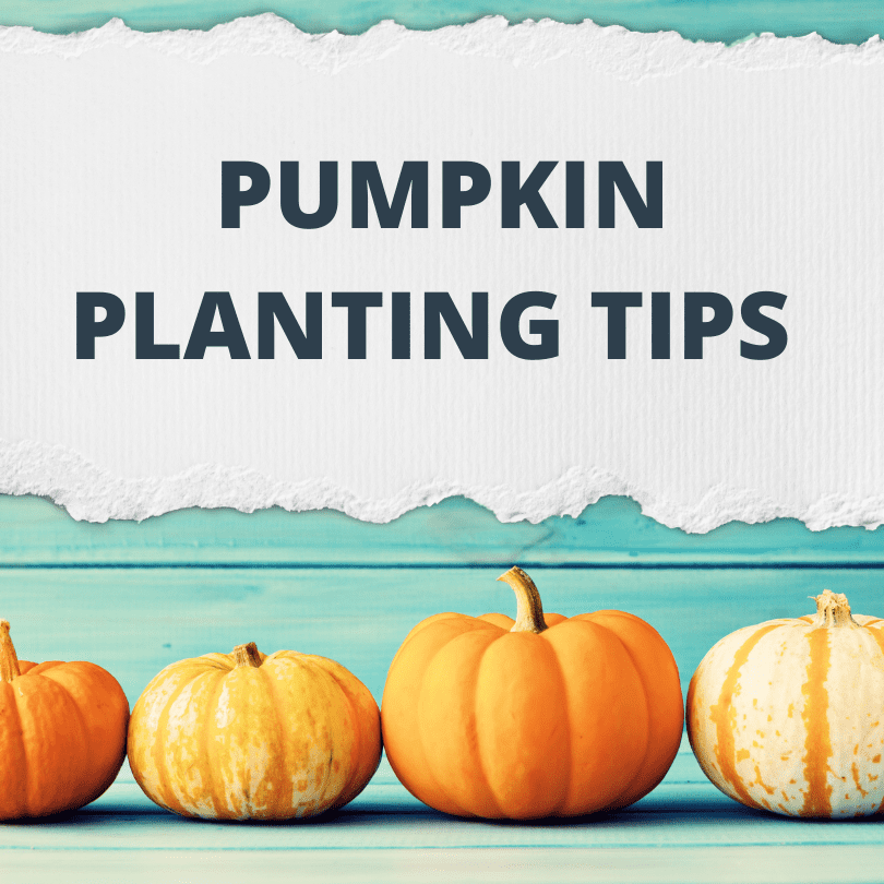 Pumpkin-Guide