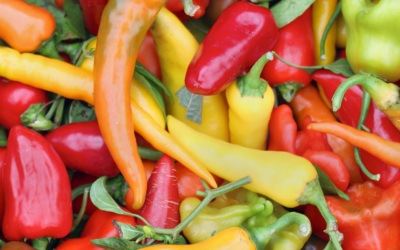 Time to Plant Peppers! Get Some Tips and Tricks.