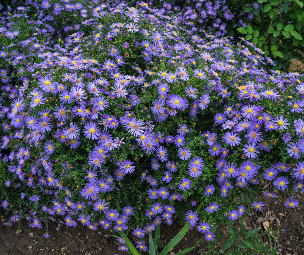 Texas Fall Aster
