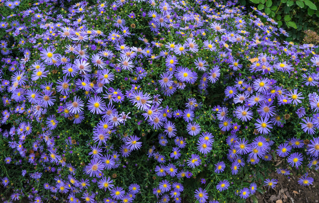 Texas Fall Aster: A Texas SuperStar® for San Antonio Gardens