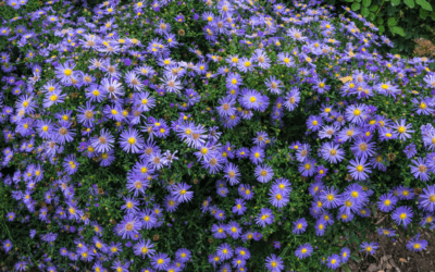 Texas Fall Aster: A Texas SuperStar® for San Antonio Gardens