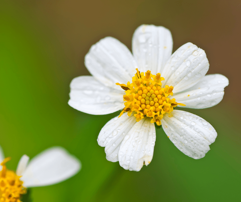 Try Blackfoot Daisy for a Cheerful, Texas Native Perennial.