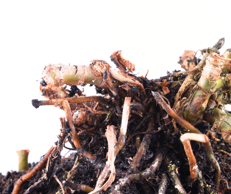 Root rot from overwatering houseplants.