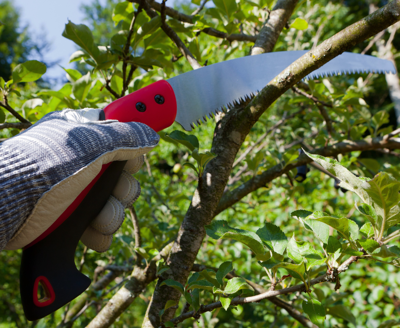 Saw pruning oak tree limbs is a summer garden maintenance task.