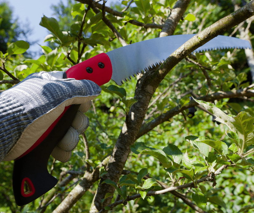 Saw pruning oak tree limbs is a summer garden maintenance task.