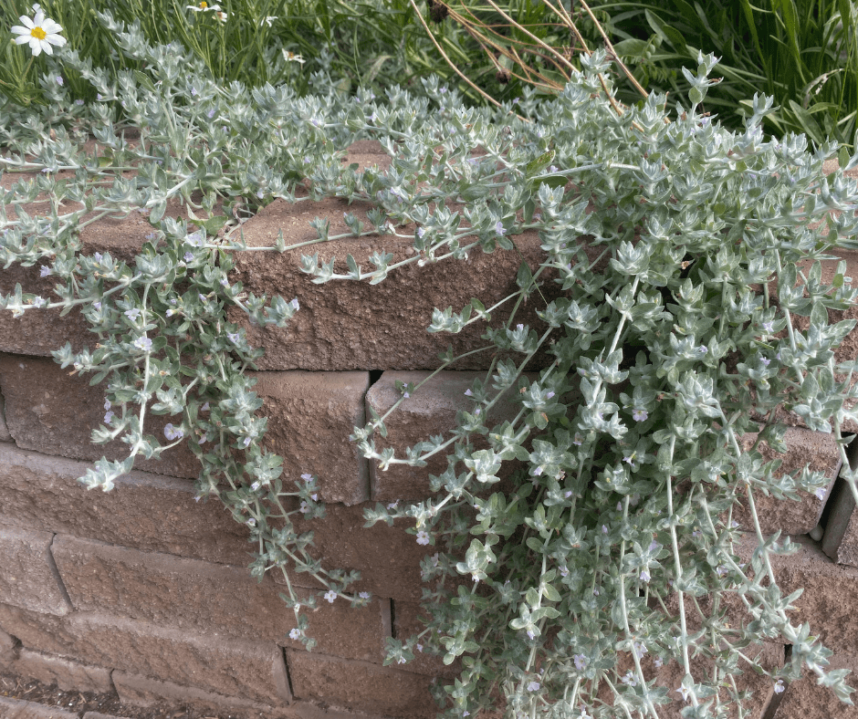 Wooly Stemodia is a great Texas native groundcover.